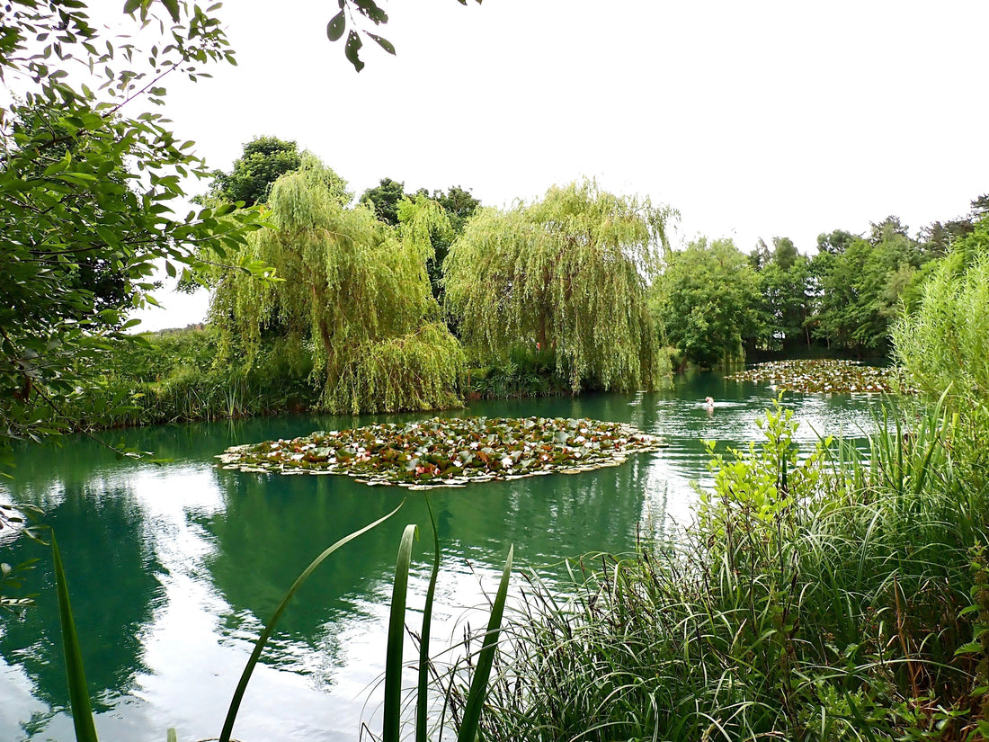 Wild Valentines dips and dates