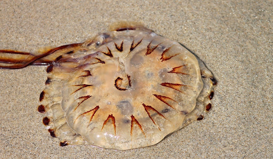 A wild swimmer's guide to hidden dangers this summer